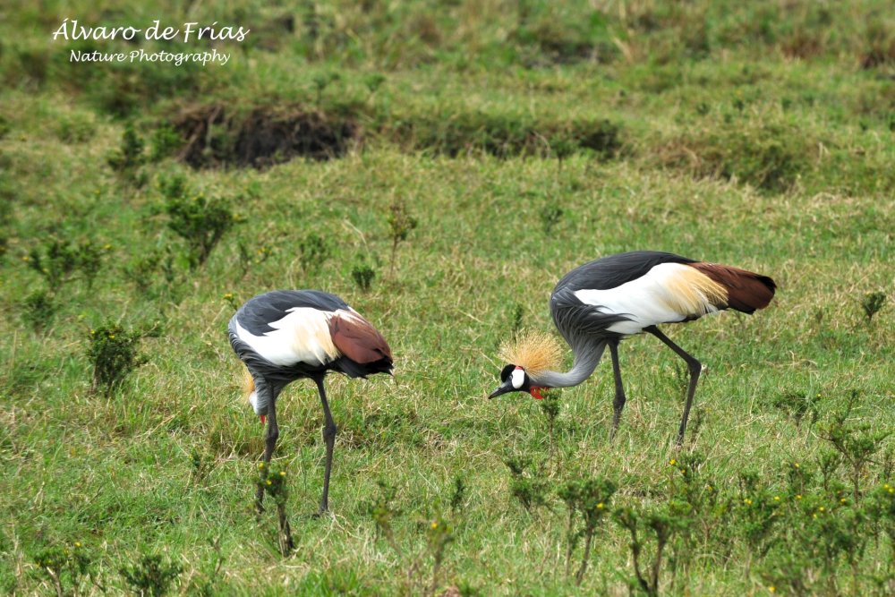 Crowned Cranes