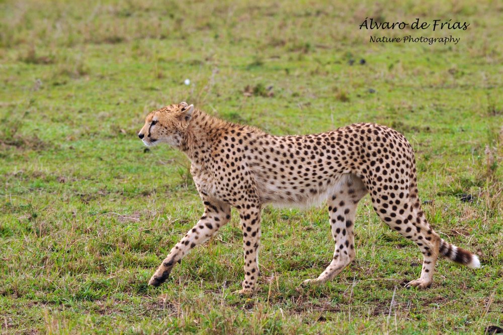 Cheetah