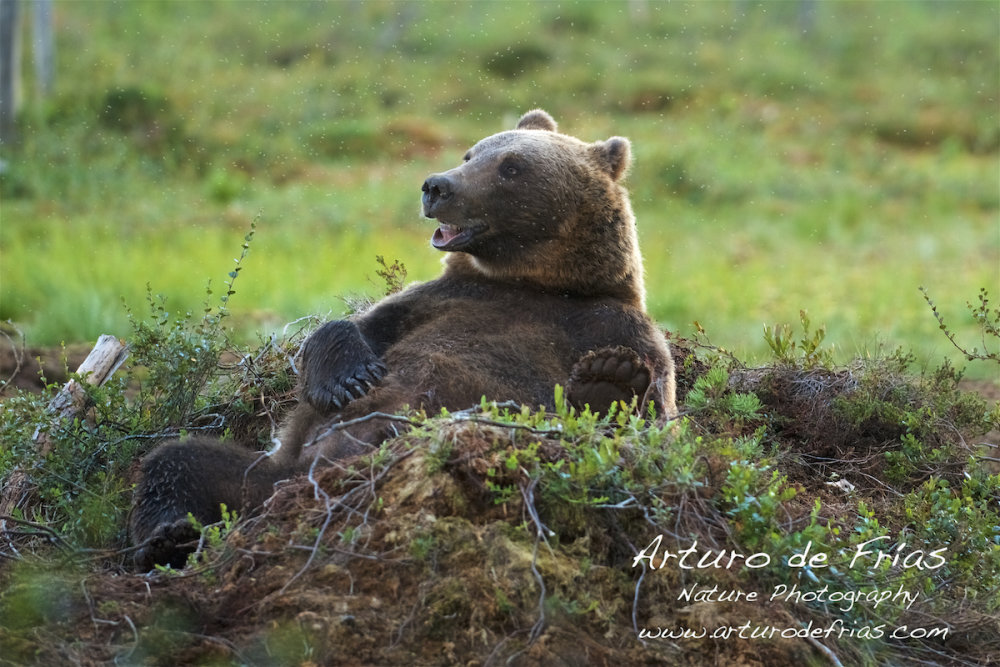 Happy Bear