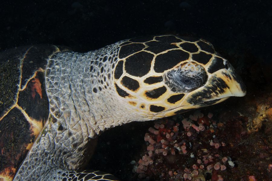 Hawksbill closeup