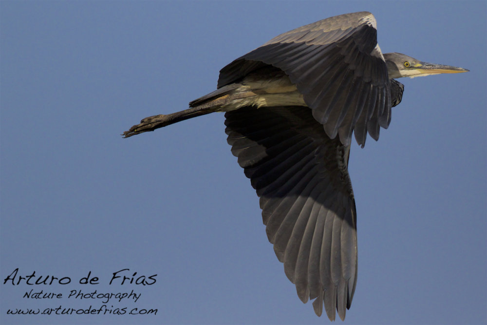 Grey Heron in Flight