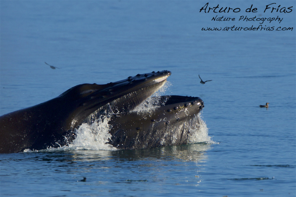 Humpback Feeding
