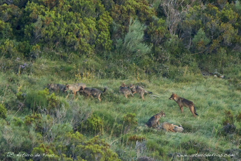 One image, 10 wolves