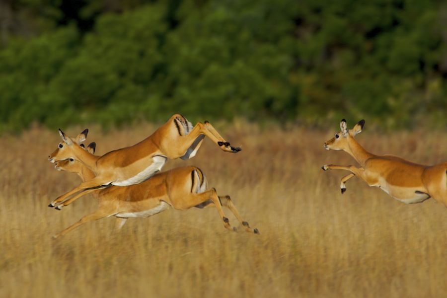 Fast Food