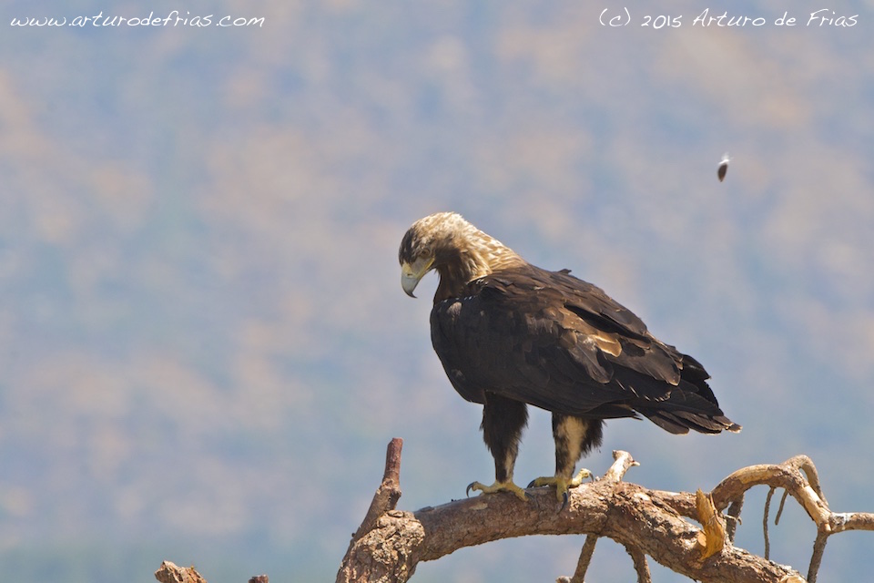 Spanish Imperial Eagle