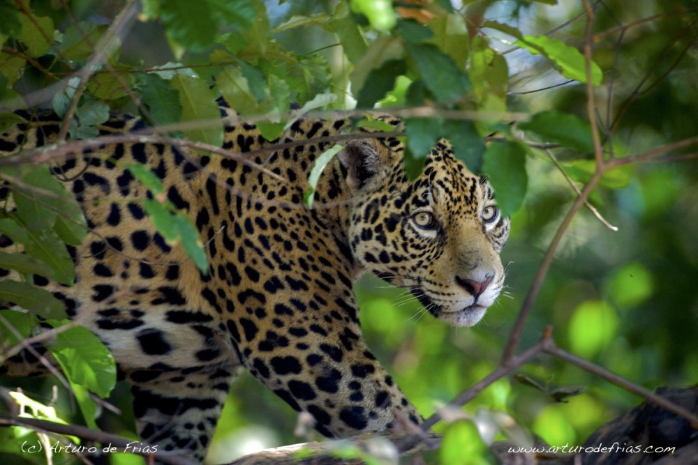 Jaguar stalking yacaré