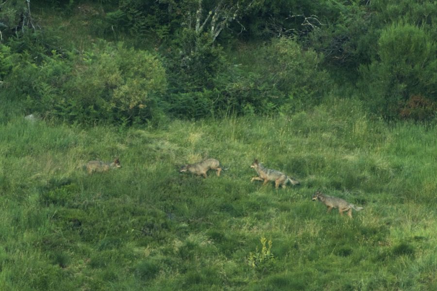 Wolf Games