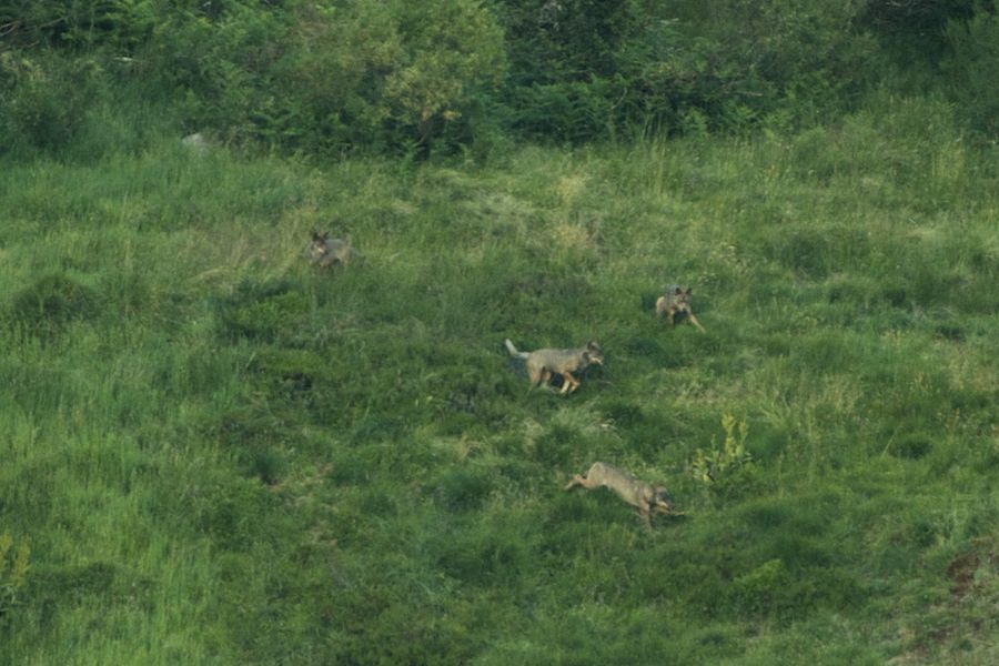 Wolf games II