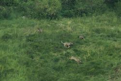 Wolf games II