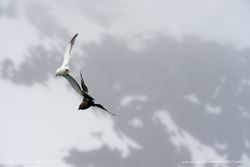 Gull and Skua