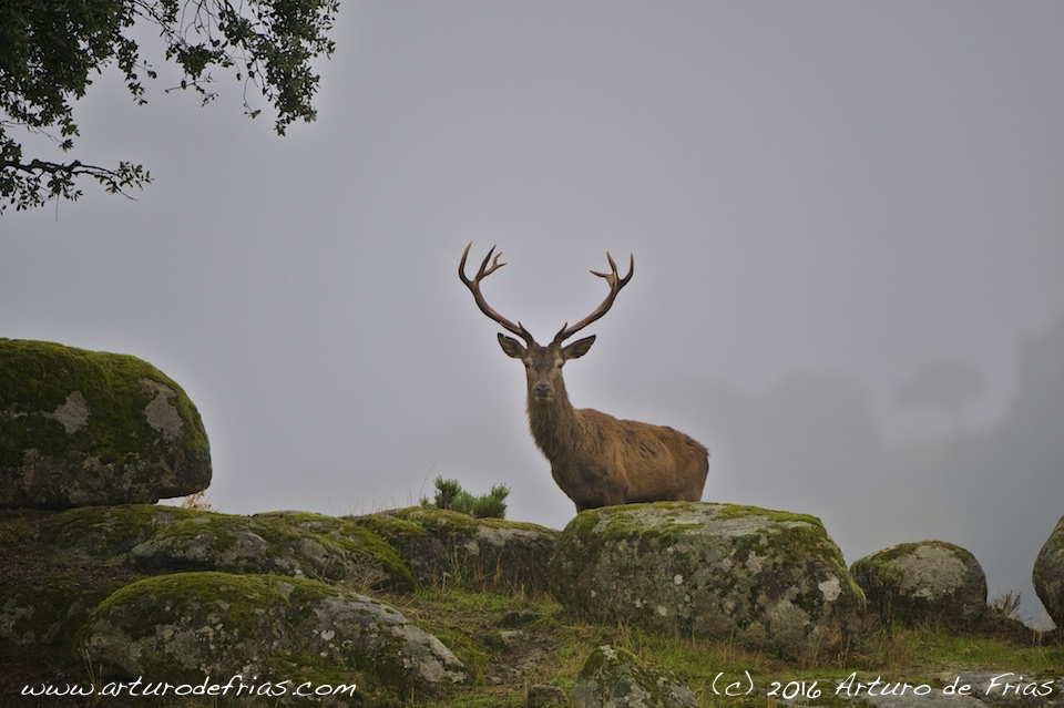 Red Deer Stag