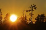 Taiga near Kuhmo, Finland