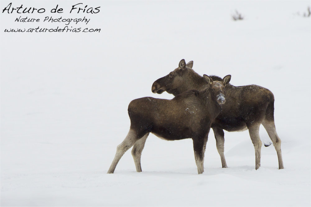 Moose: Cow and calf