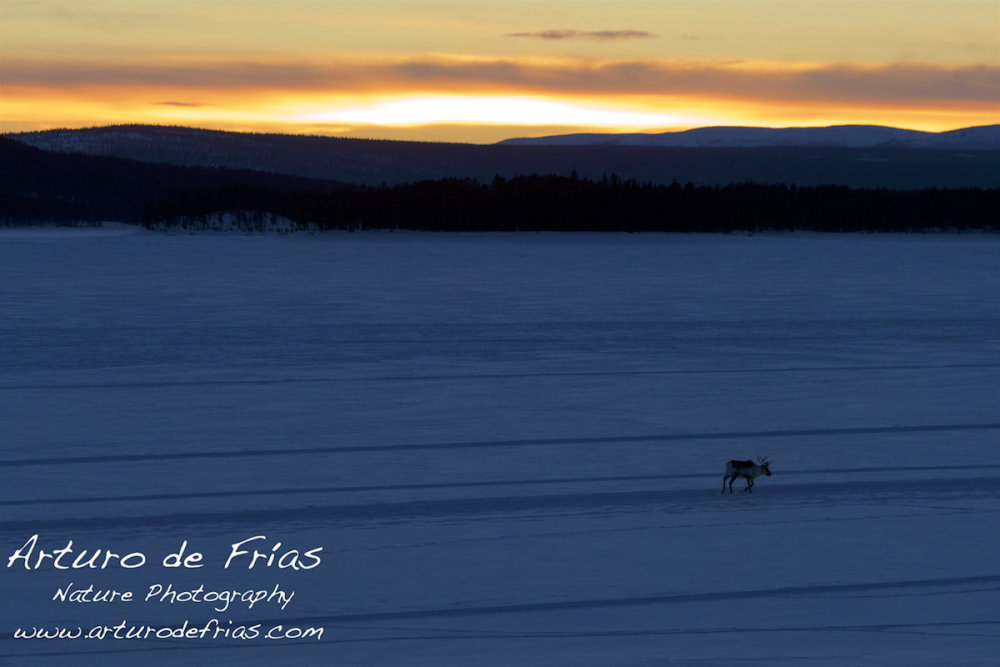 Polar Sunset and Lone Reindeer
