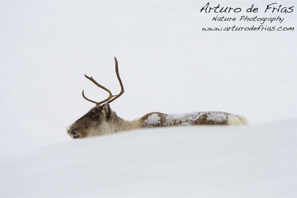 Reindeer in the snow