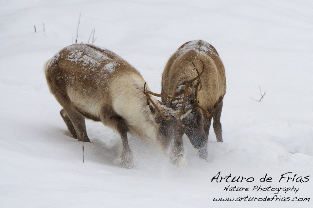 Reindeer bulls sparring