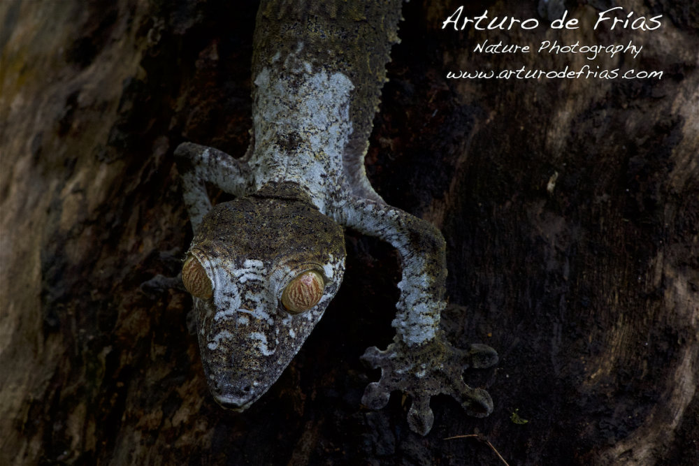 Leaf Gecko