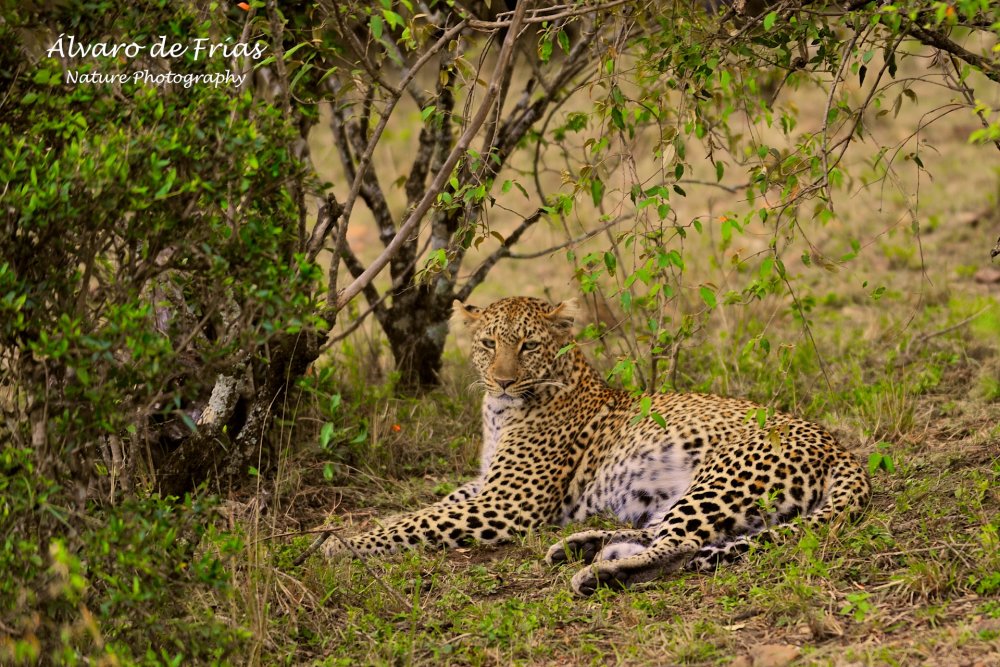 Female Leopard