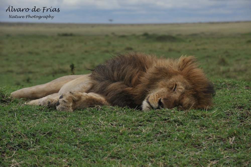 His Majesty is resting