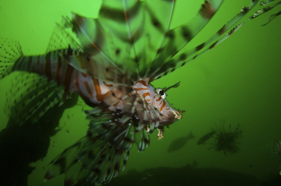 Common Lionfish