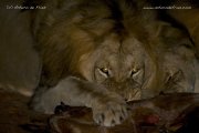 Lion feeding at night