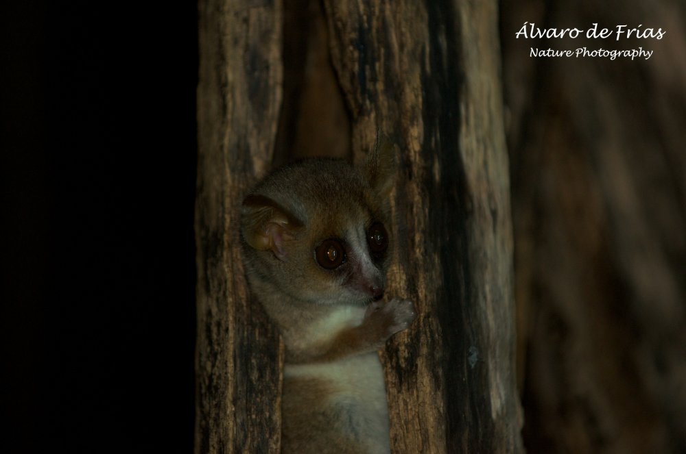 Madame Berthe's Lemur