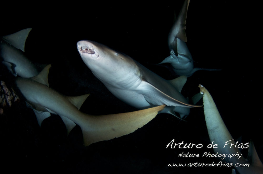 Nurse Sharks