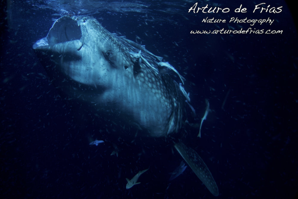 Whale Shark filter-feeding