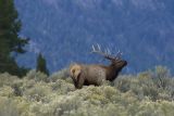Male Elk during the Rut