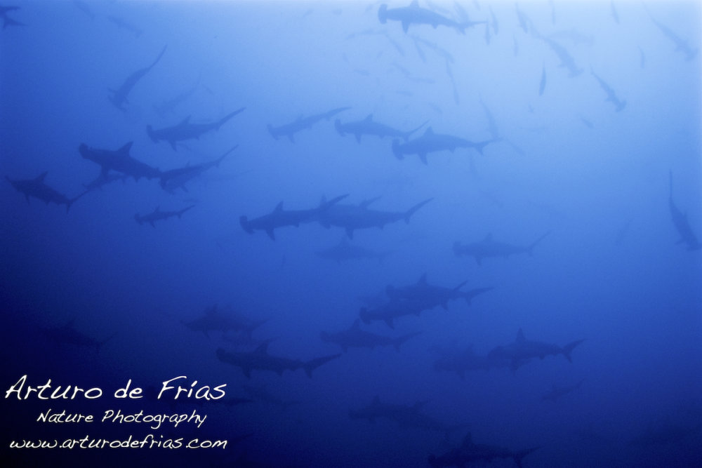 Surrounded by Hammerheads