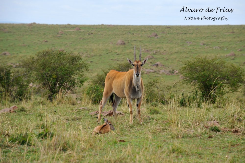 Eland family
