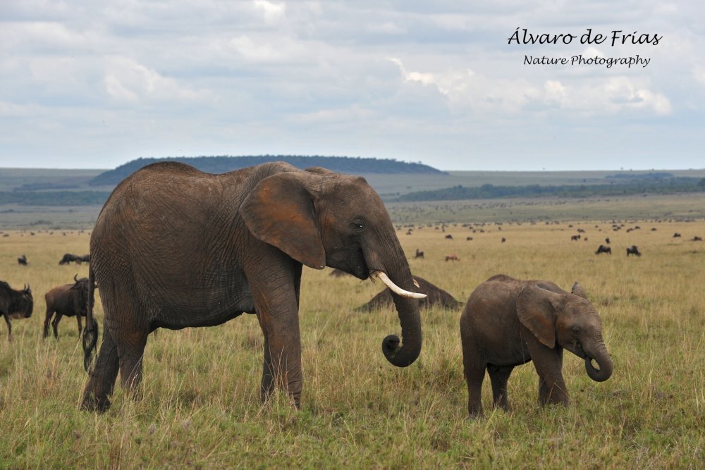 Elephant family