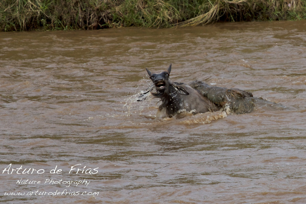 Crocodile Attack 4