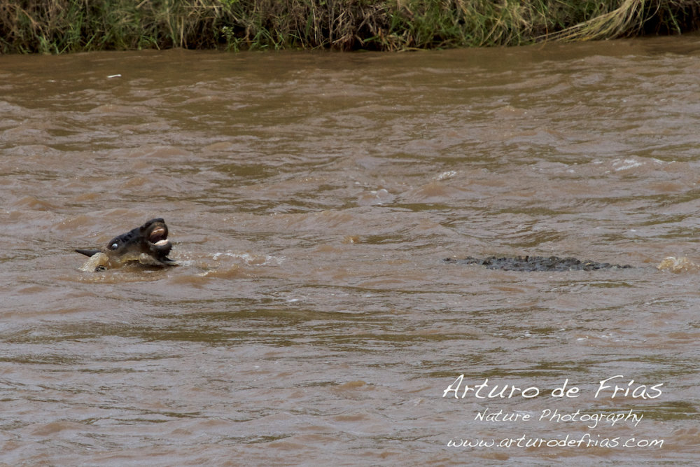 Crocodile Attack 5