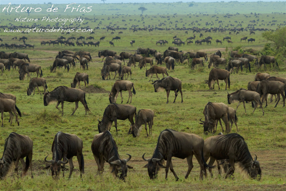 The Migration