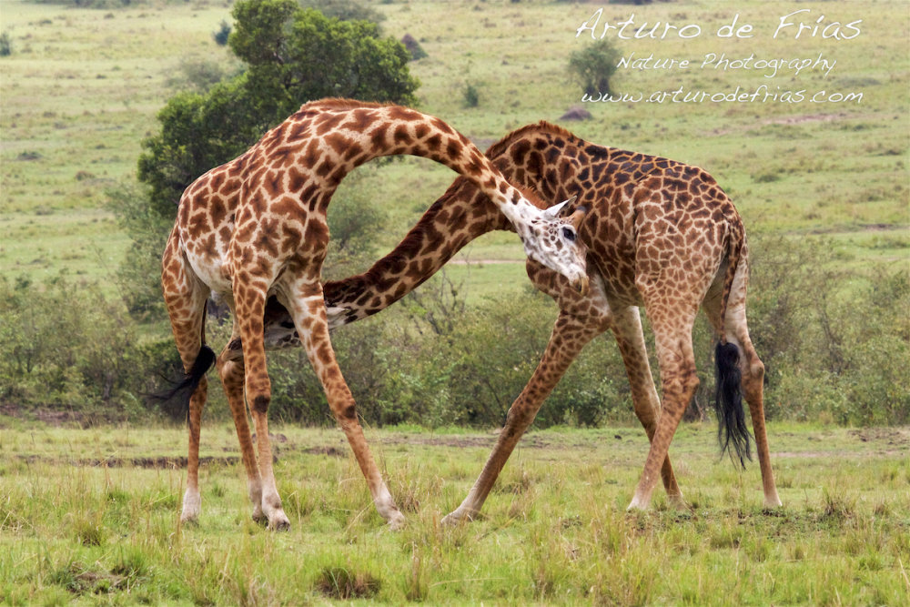 Giraffes Necking