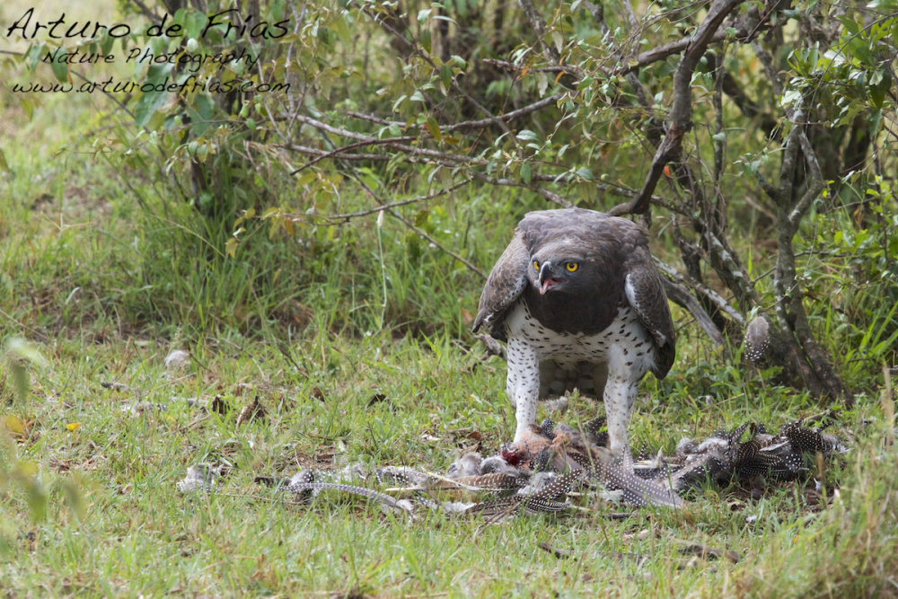 Martial Eagle