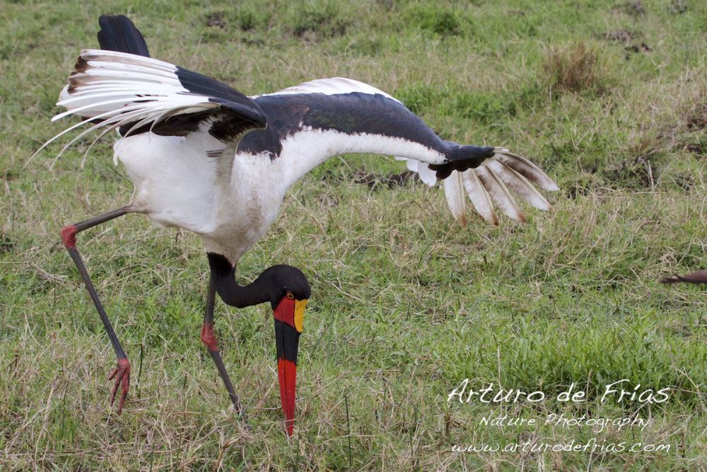 Saddle-billed Stork Hunting