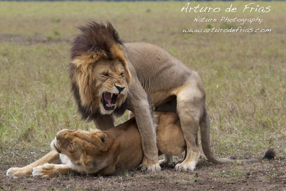 Lions Mating 1