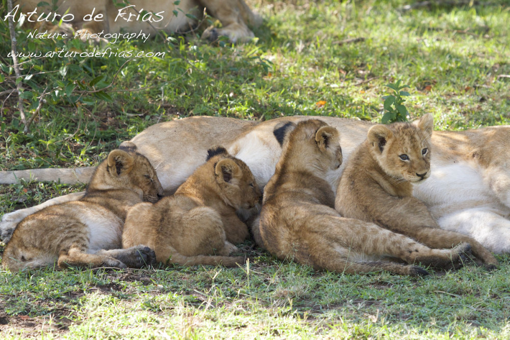 Lion Cubs Suckling