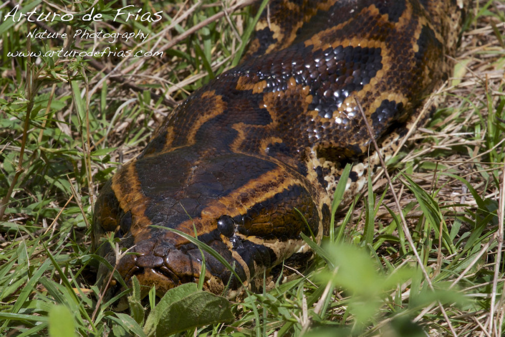 African Rock Python
