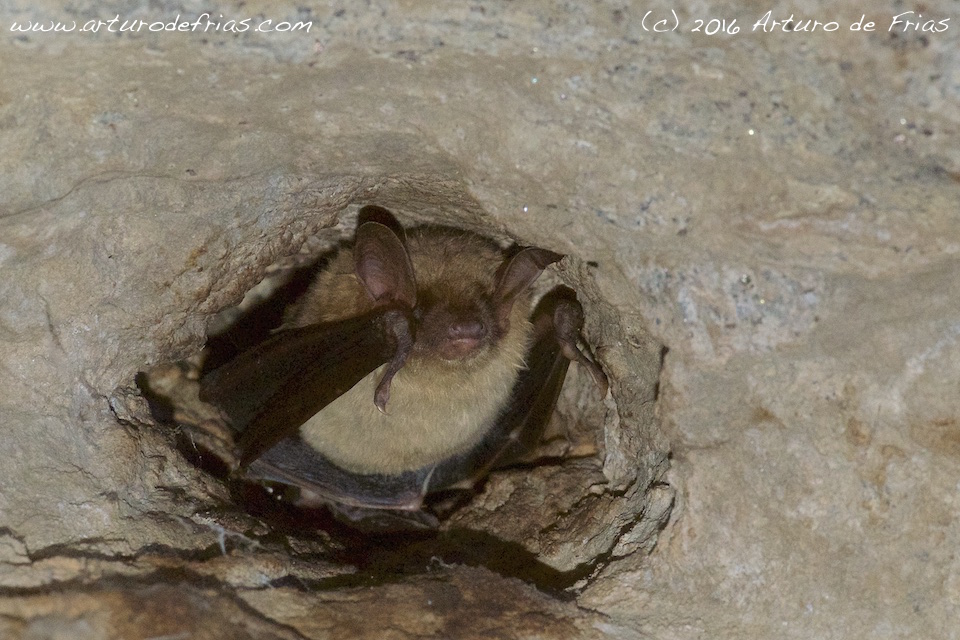 Greater Mouse-eared Bat