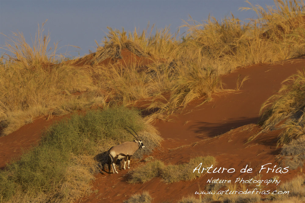 Orix and red dunes II