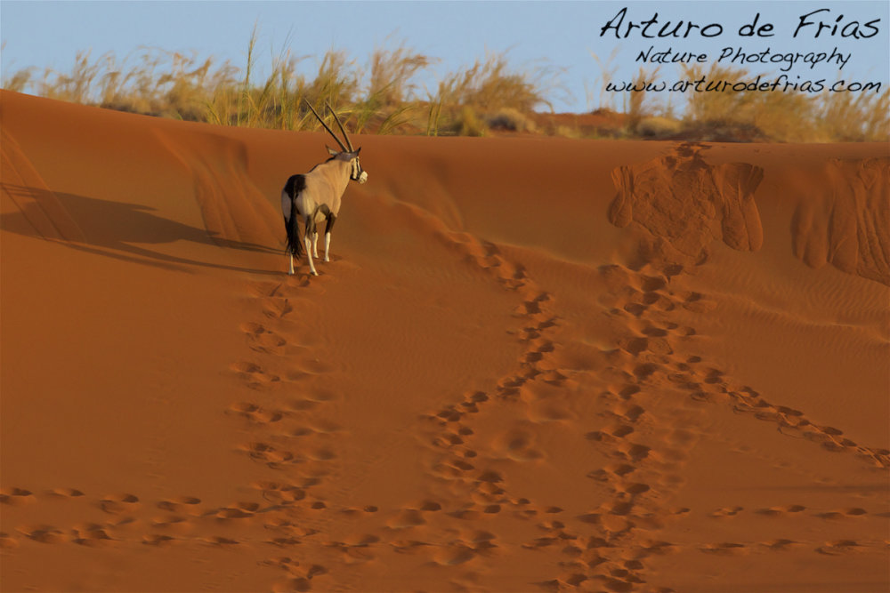 Orix and red dunes