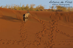 Orix and red dunes