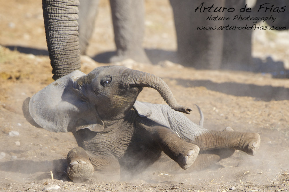 Baby Elephant Dust Bath