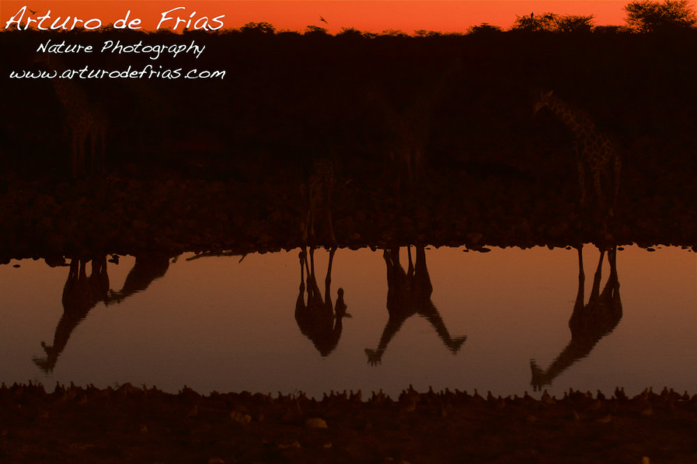 Reflection of Giraffes