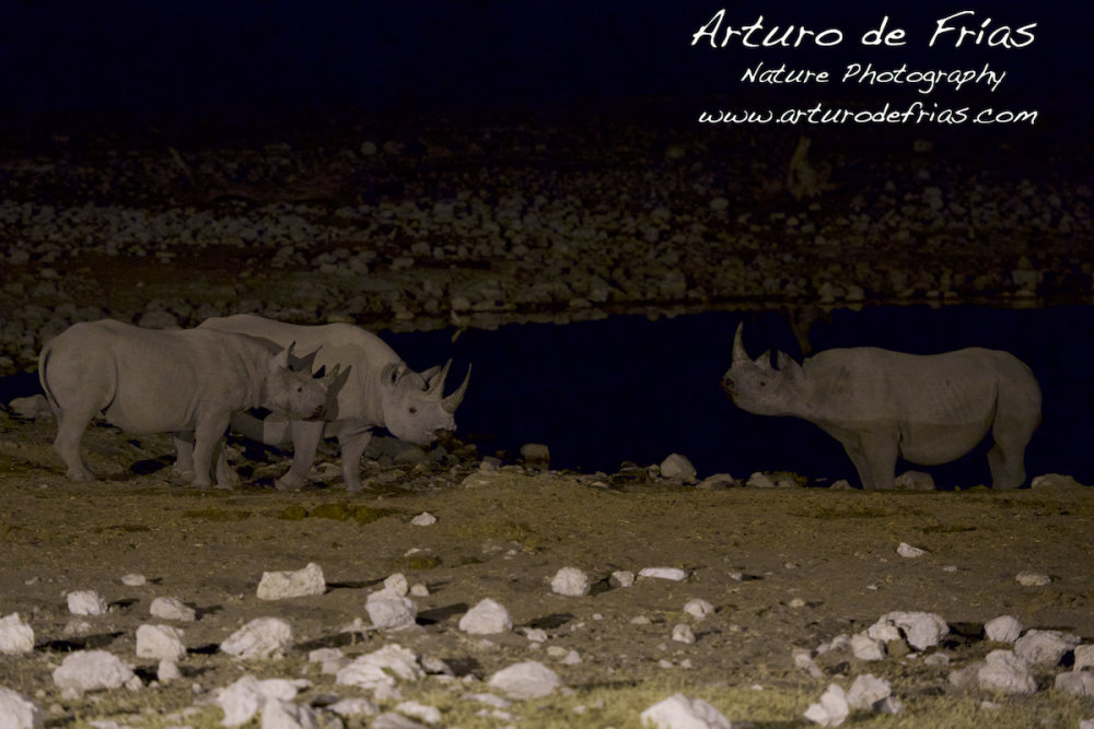 Black Rhinos socialising