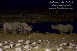 Black Rhinos socialising