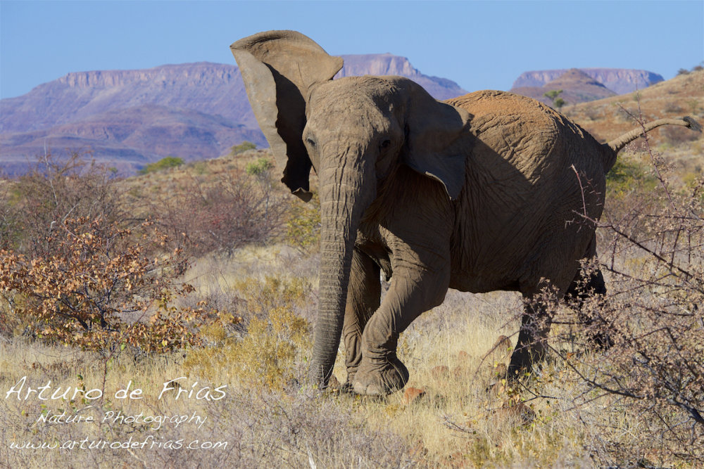 Elephant Mock Charge